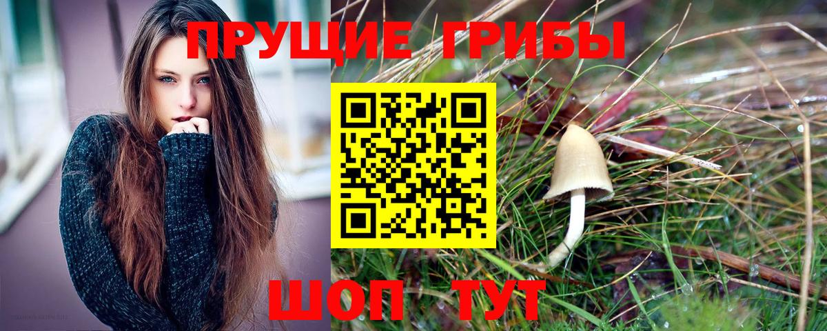 Псилоцибиновые грибы Psilocybe  Вход с VPN  Тимашёвск 